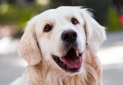 Abbandona il cane in auto per giocare a Bingo